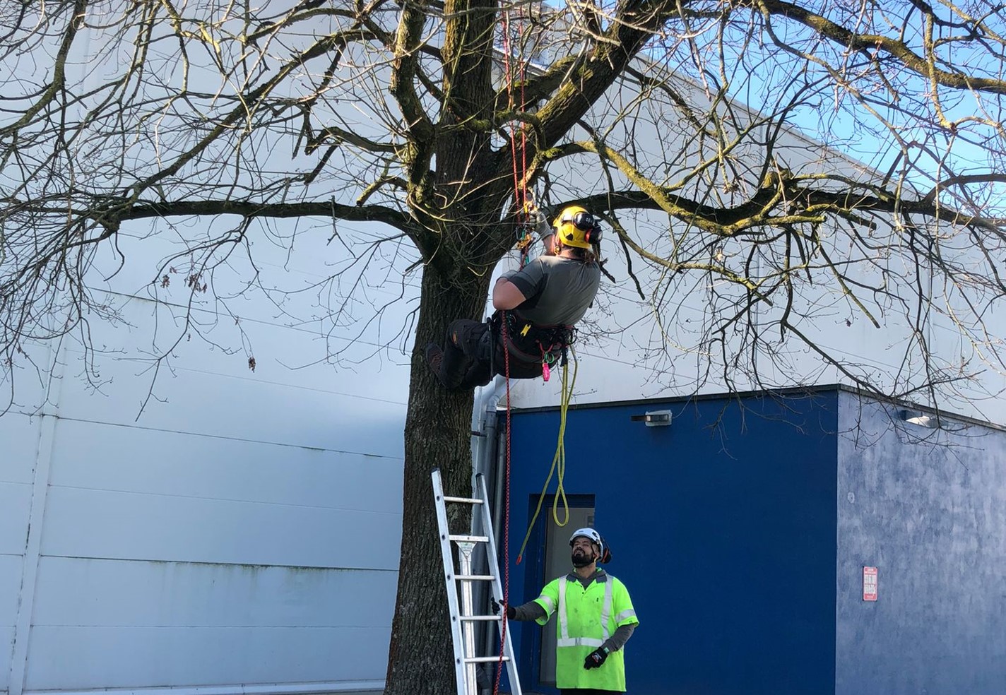 What is tree care? We explain it to you in 4 questions and answers