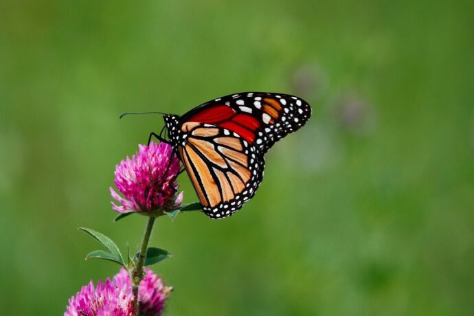 Duurzaam groenonderhoud - vlinder - bloem - monarchvlinder - Green Masters